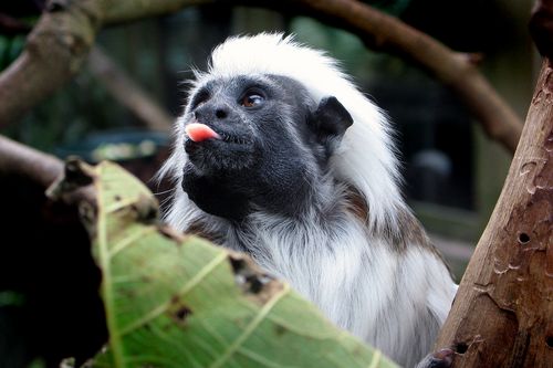 Cottontop tamarin